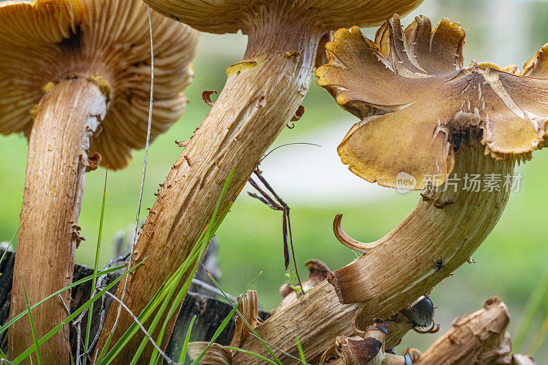 Cortinarius speciosissimus吗?巴塞罗那省的毒蘑菇。Bergueda。